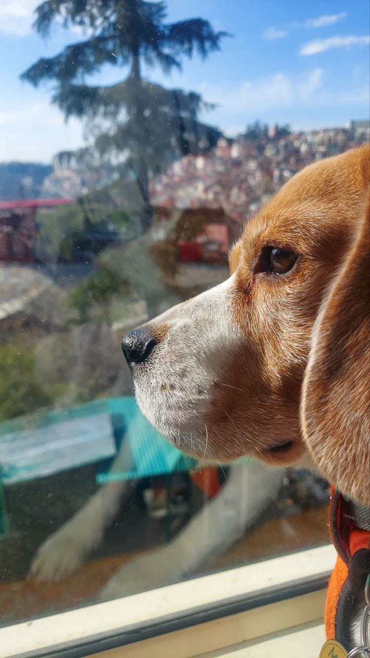 Mishko Looking at the Langurs outside. Photo taken by Author