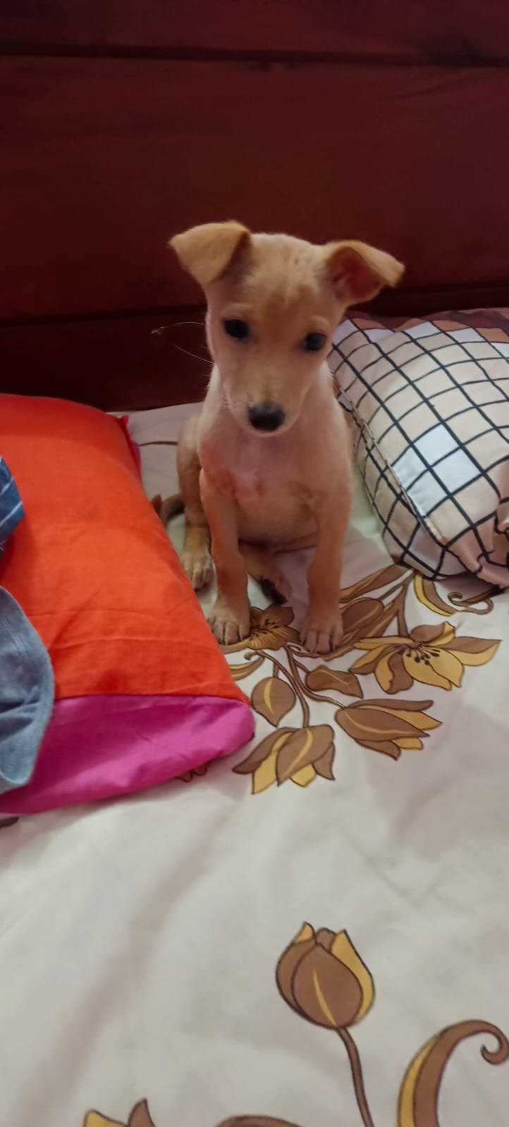 Tipper Gore’s Second Chapter: A Resilient Reunion After Loss