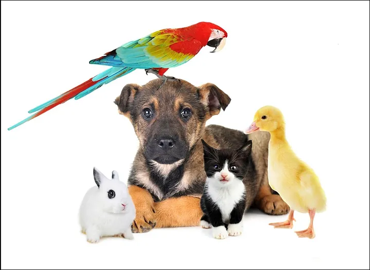 Ultimate Guide to Pet Grooming in Abu Dhabi by Adil Naeem Medium