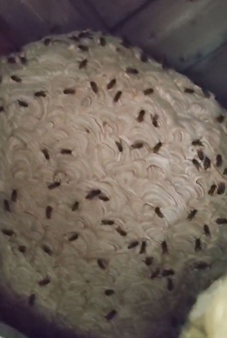 How To Remove A Wasps’ Nest Safely
