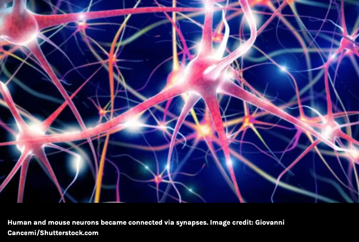 翻譯接力｜10/30｜Human “Mini Brains” Observed Responding To Visual Stimuli ...
