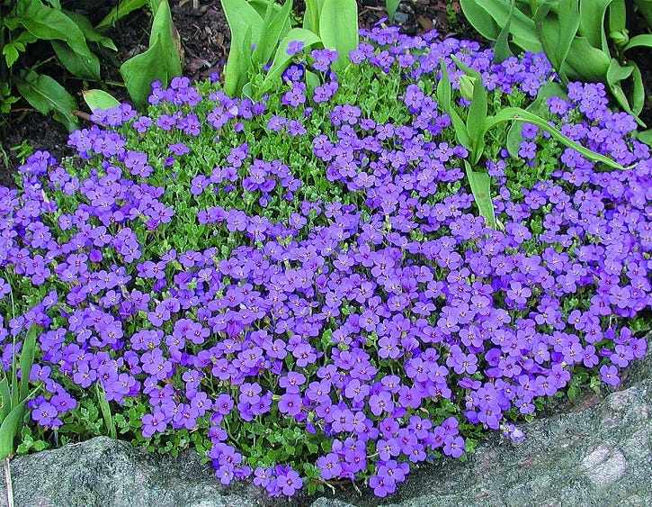 Plantes vivaces au Quebec