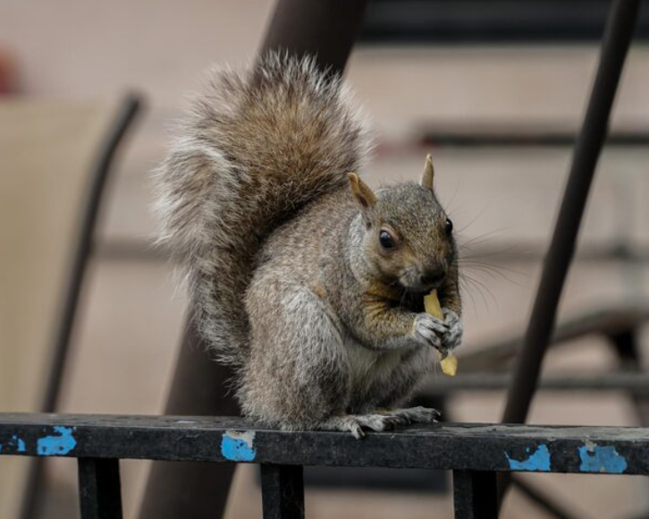 How Does Rat Removal and Squirrel Removal Protect Your Property Effectively?