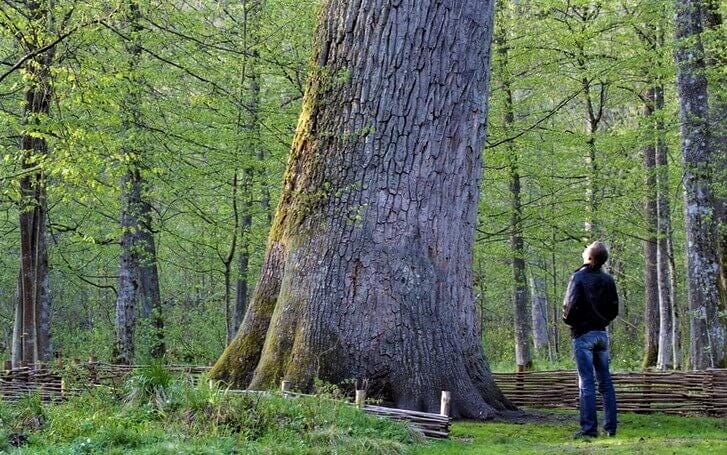 Białowieża Forest Białowieża Forest - Wikipedia