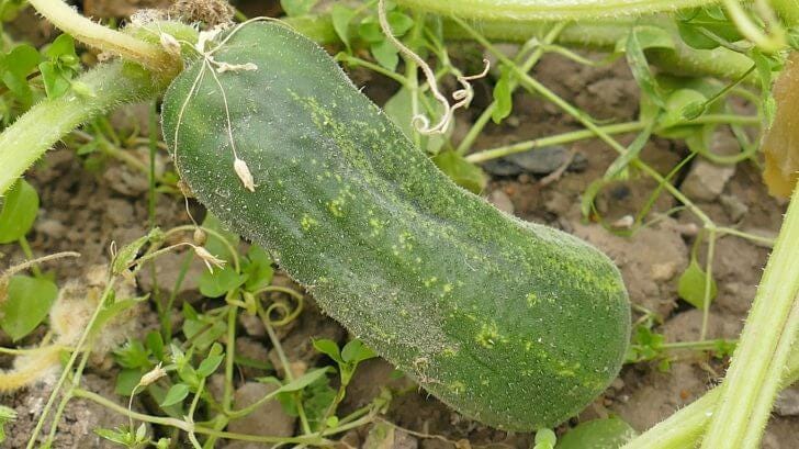 How to Grow and Plant Cucumbers  Caring for & Watering Cucumbers