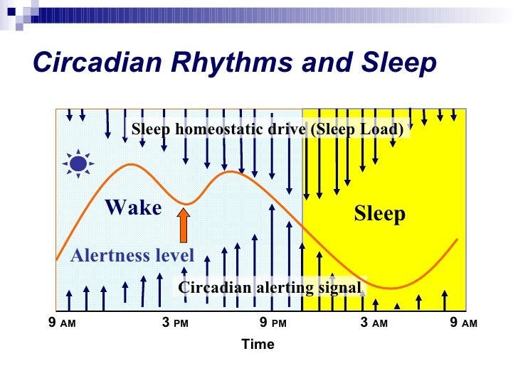 Sleep and DREEMs: An Overview of Healthy Sleep and Computational ...