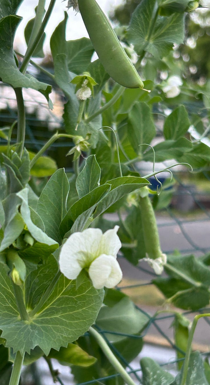 snow peas and snap peas, author’s photo