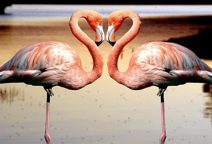 A pair of pink flamingos. (PickPik, public domain.)
