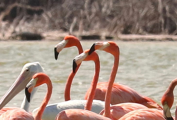 Yes, they have a pelican friend.
