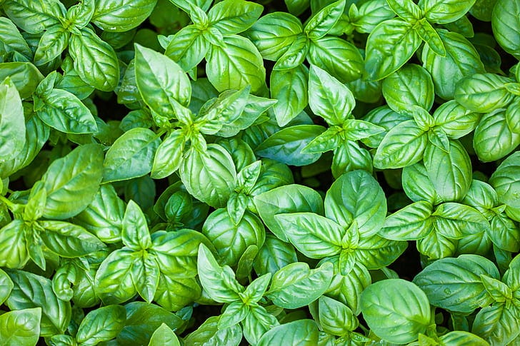 Jannah Paradise Herbal Medicine Plant Vol 1 The Benefits of Basil