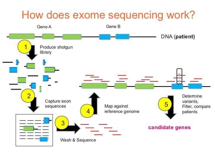 Gene Exome Sequencing. John A. Catanzaro | by John Catanzaro | Medium