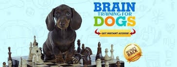 Brain Training for Dogs by Adrienne Farricelli by Adrienne F.