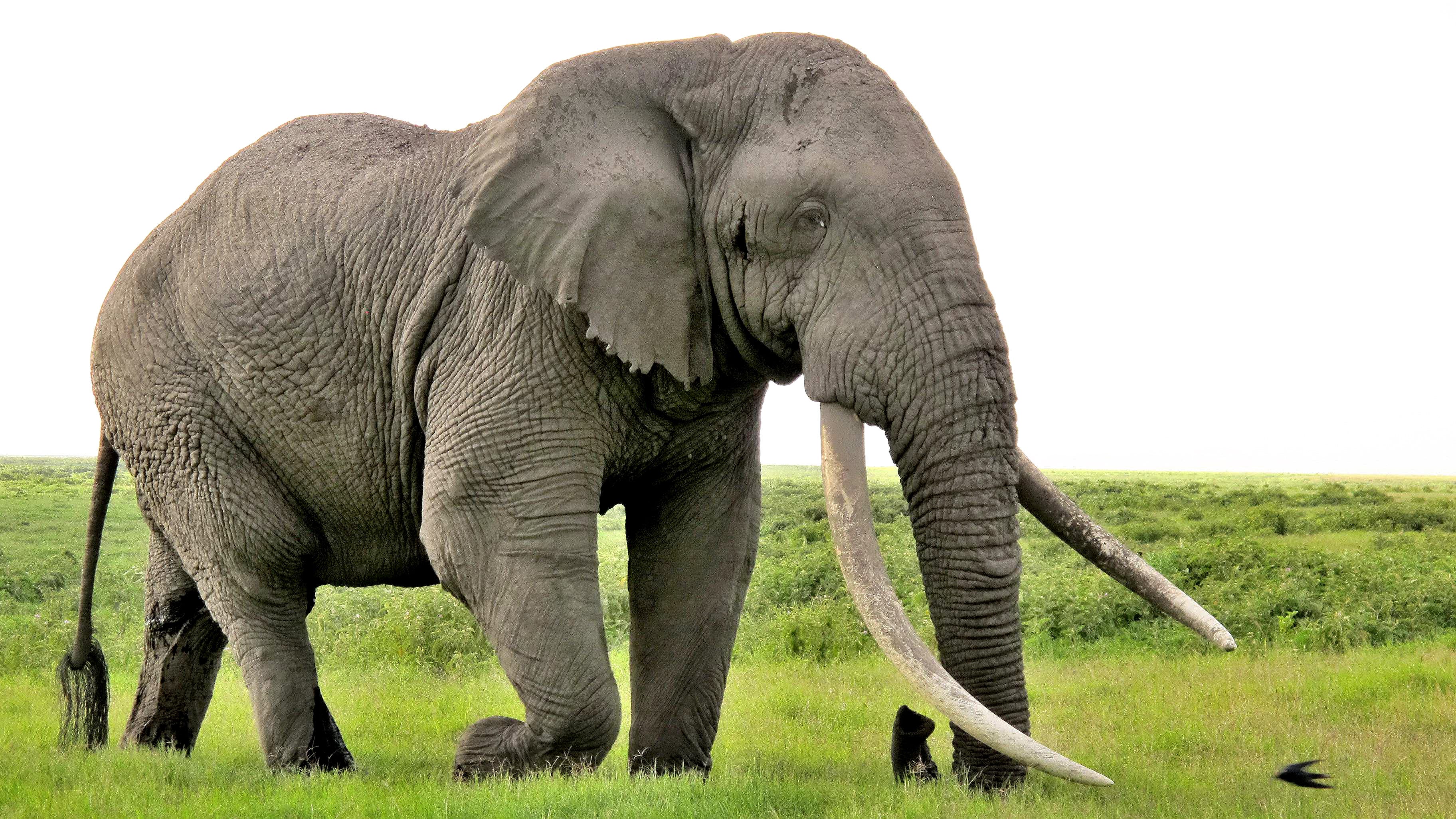 What Does It Mean That Another Giant Elephant Has Fallen?, by Carl Safina
