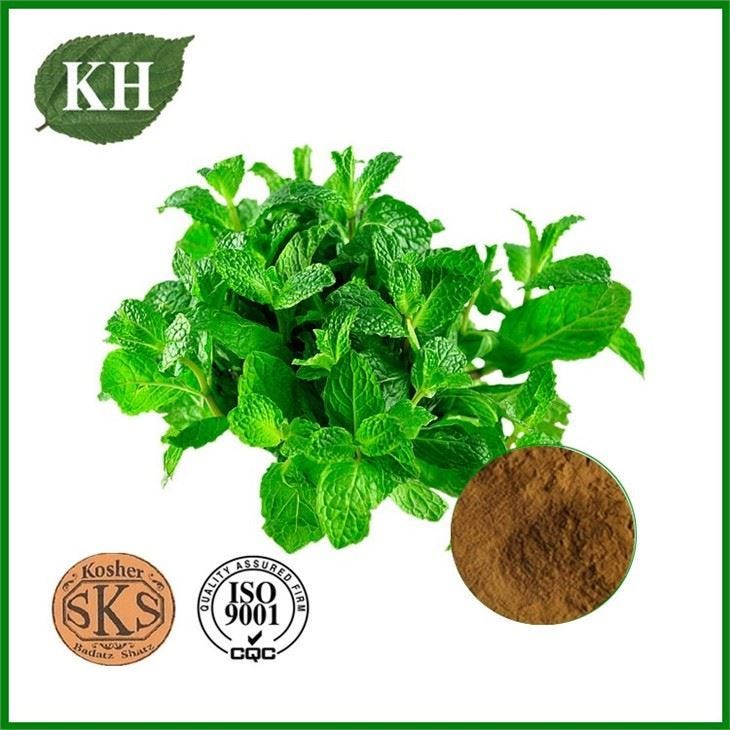 5 magical uses of peppermint extract in life by kingherbs Medium