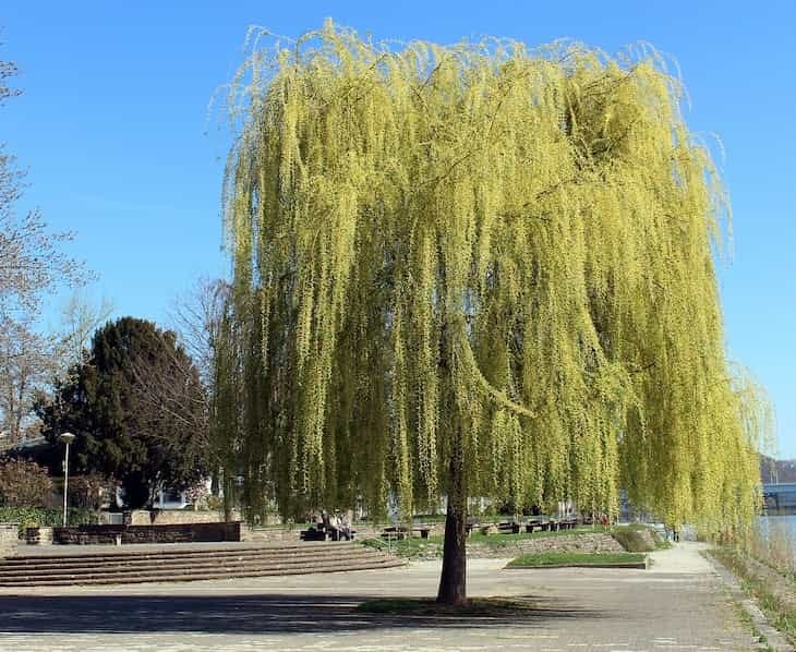 What Willow Folklore Surrounds This Beautiful Weeping Tree?