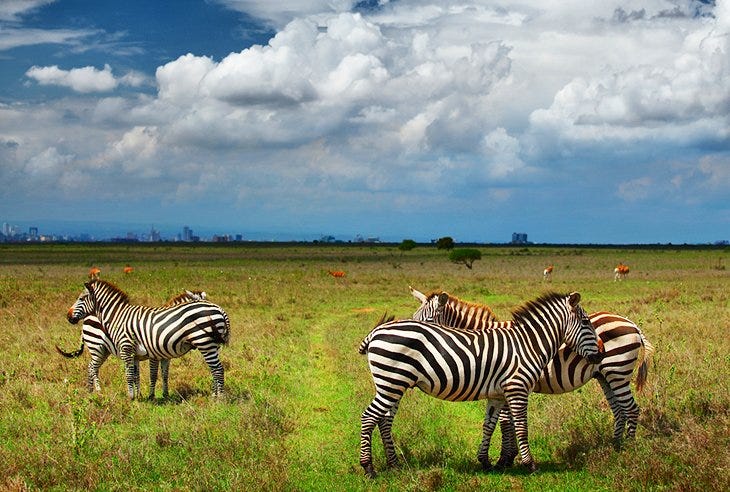 Huru Tours Kenya's 11 Top-Rated Tourist Attractions in Nairobi | by Huru  Tours | Medium