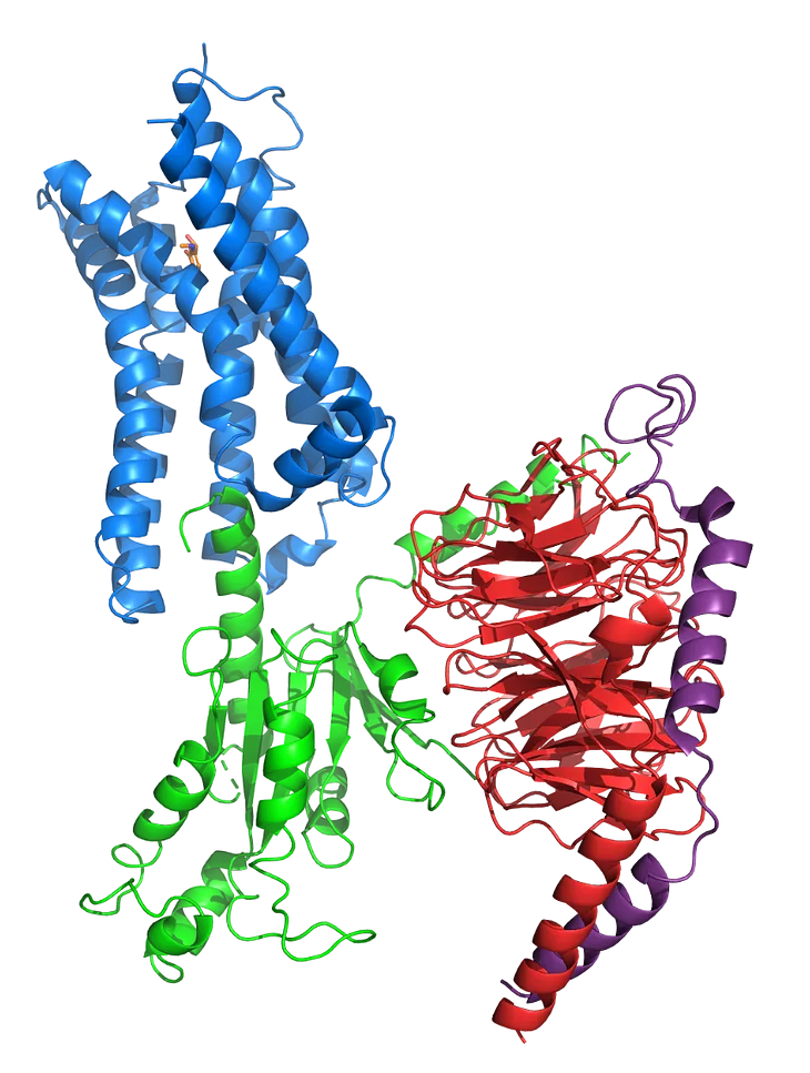 Epinephrine (orange) bound to the α2A-Adrenergic receptor in complex with heterotrimeric Gi-protein (PDB: 9CBL). The Gαi subunit is in green, Gβ in red, and Gg in purple. CC BY SBGRID.