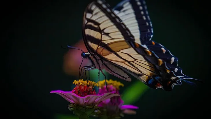 Eastern tiger swallowtail butterfly drinking nectar from zinnia flower.