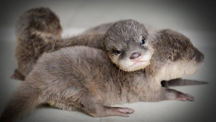 The Dark Side of Otters: How They Threaten Humans, Animals, and the Environment