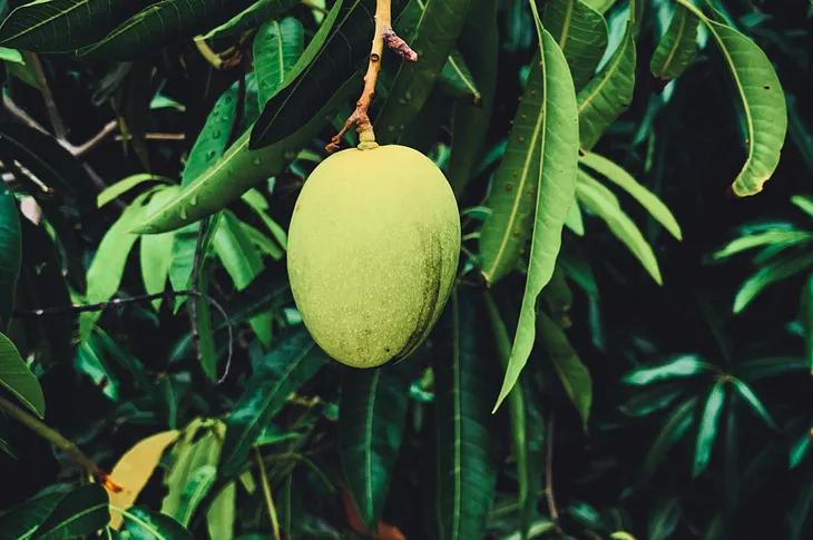 A Malayali Mango Mystery