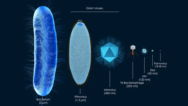 The meticulous science behind naming giant viruses