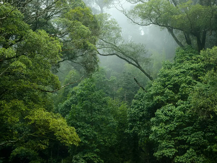 The origins of amazon forest: Is it really MANMADE?