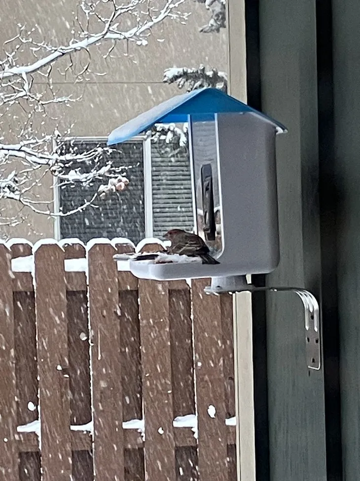 House finch sheltering from the snow in a bird feeder tray