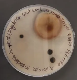 Discussion about Sagebrush ecosystems, microbiomes, and genomes for drought response pathways