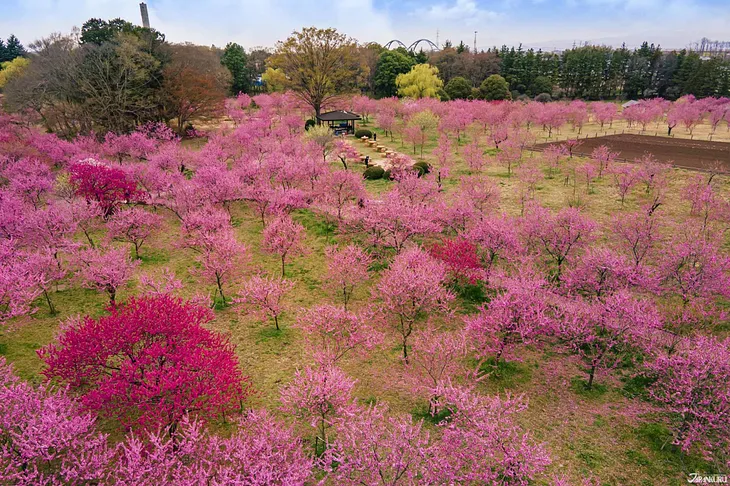 Exploring the Peach Blossom Orchards of Ibaraki’s Koga Kubo Park