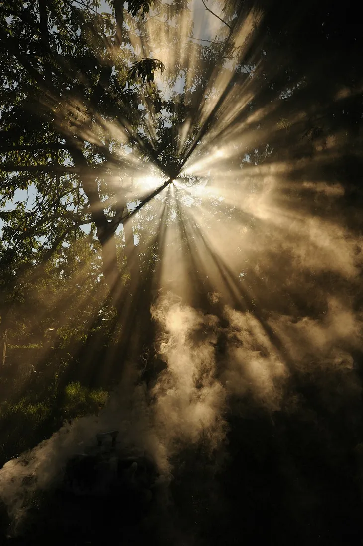Light radiates from a point in the forest amongst trees creating an ethereal feel.