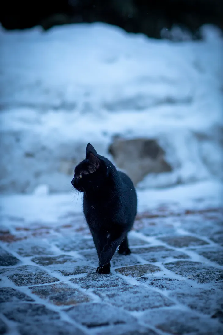 Black cat strolling on snow pavement in blue tone.