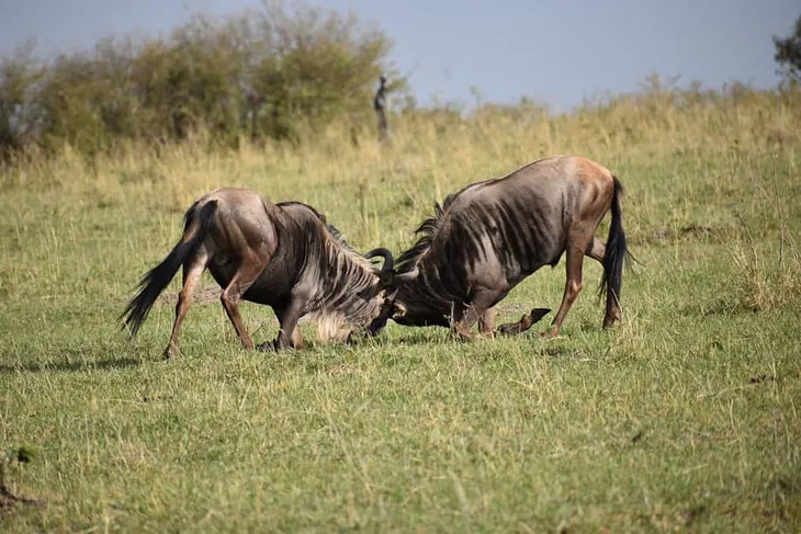 Wildebeest Migration: The Complete Guide