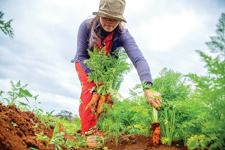 The Joy of a Kitchen Garden