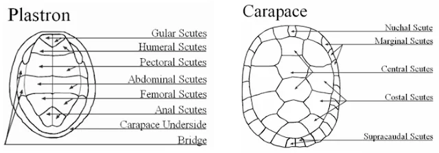 Basic Tortoise Anatomy & Design