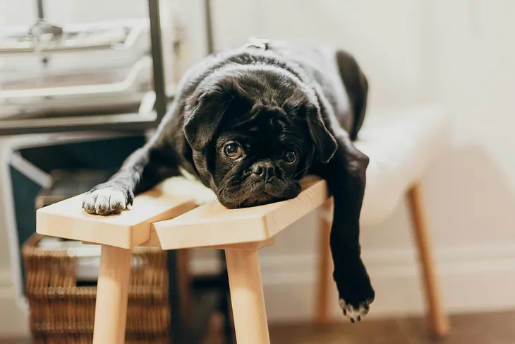 A black pug lounges on a wooden bench, staring longingly at the camera. There is sun coming in from a window above in the back, with what looks to be a black metal bookshelf right beside it.