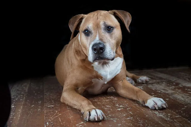 The Pitbull Corgi Mix: A Blend of Energy and Charisma