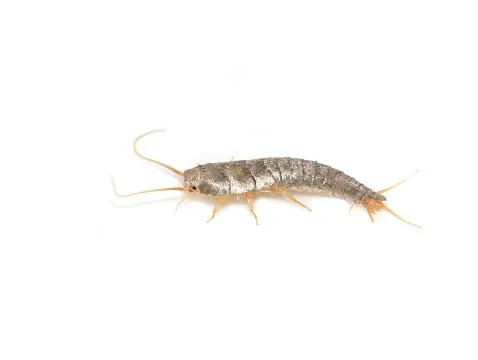 The Silverfish: Mystical Meanings And Significance
