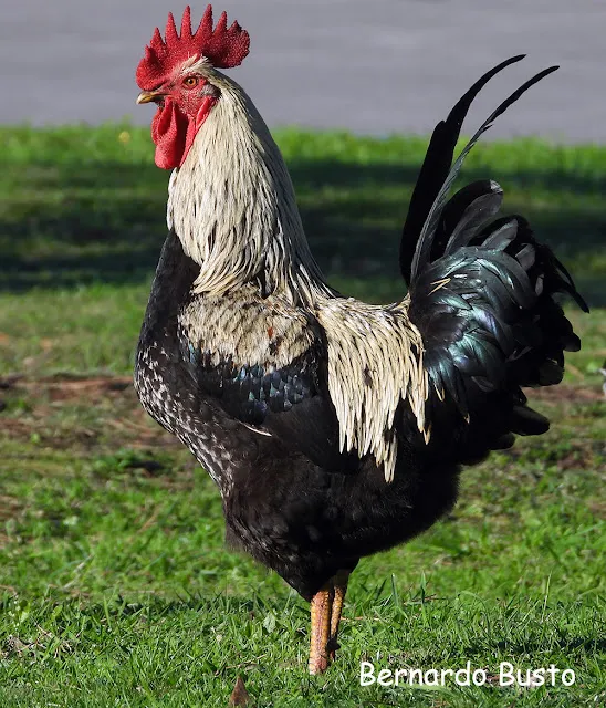 “Pita Pinta,” the Asturian chicken.