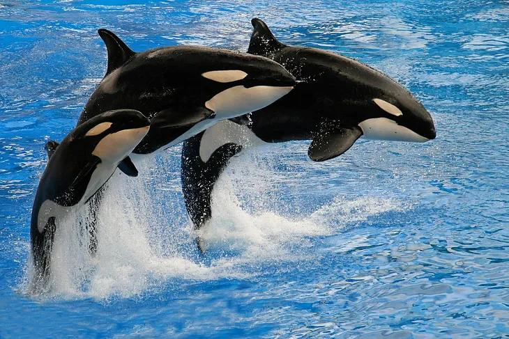 A New Study Suggests Orcas Are Actually Three Different Species