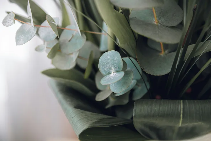 The Healing Power of Eucalyptus