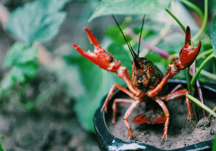 LaMBDA and the Lobster