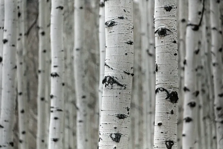 Copse of birches