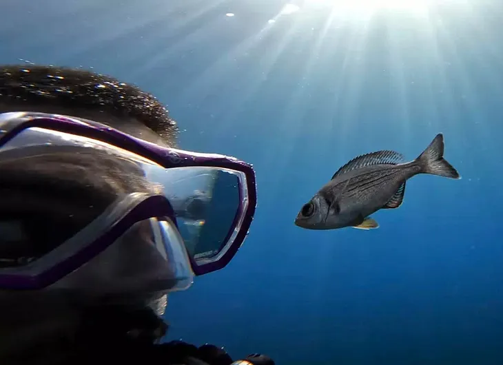 Wild Fish Recognize Individual Humans Who Feed Them