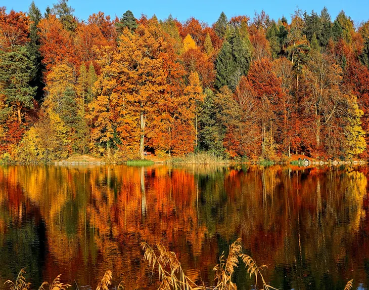 Fall leaves turning colors by lake