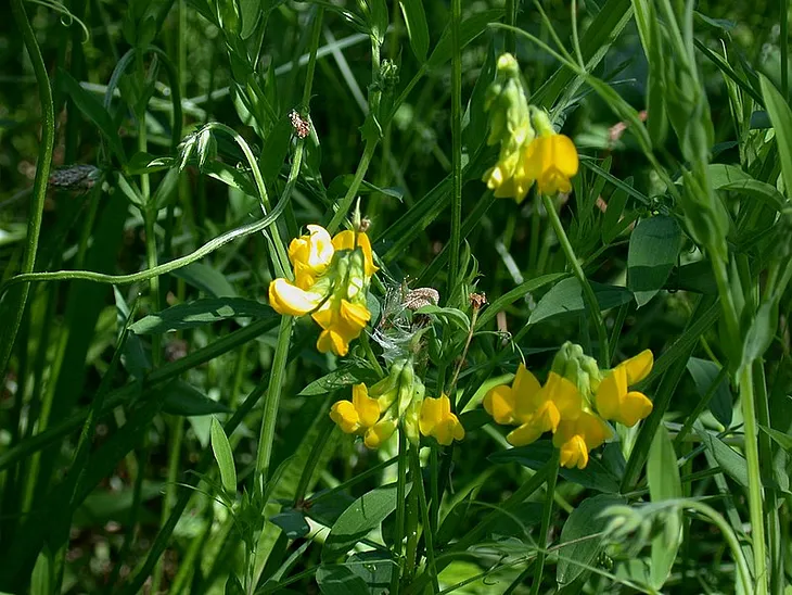 Meadow Vetchling