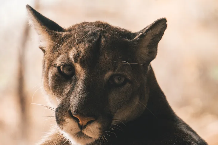 Mountain Lion