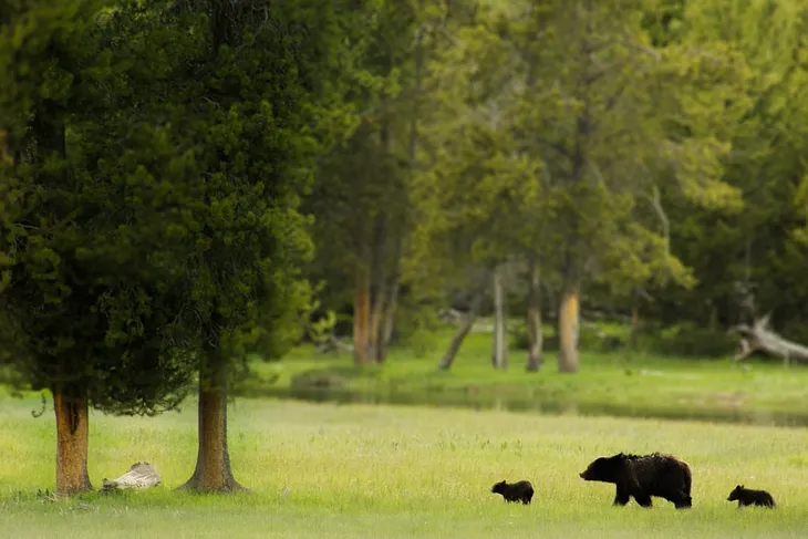 The Black Bear Eats More Than Blueberries