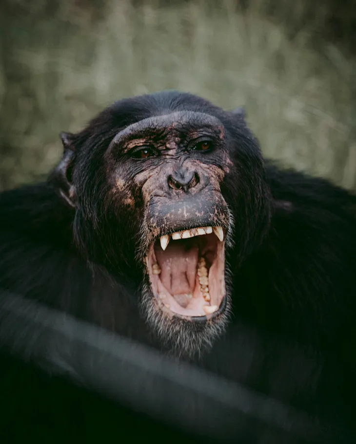 chimpanzee, mouth open showing teeth