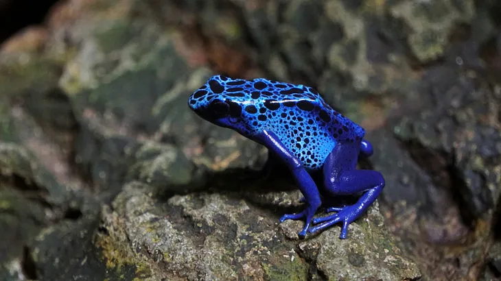 A blue frog with black spots and markings on its back, sitting on a rocky surface. The vibrant blue color of the frog is striking against the dark background, making it an interesting subject due to its vivid coloration and the contrast it creates with its surroundings