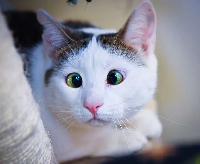 cross eyed cat